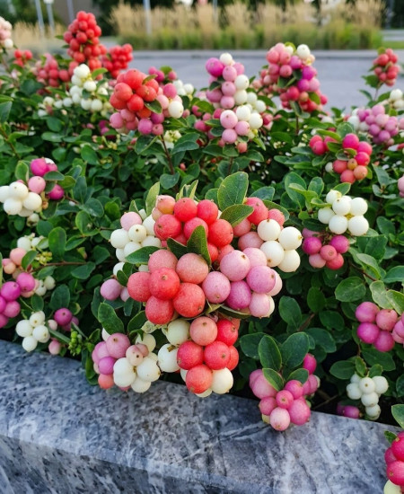 Symphoricarpos - Gard Viu Iarnă