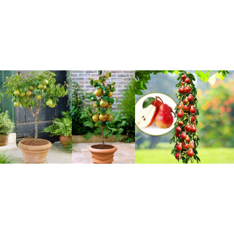 Par Columnar - Pomi Fructiferi Columnari - Pepiniera Bulbshop