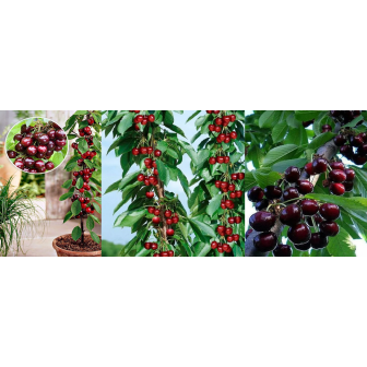 CIres Columnar - Pomi Fructiferi Columnari - Pepiniera Bulbshop