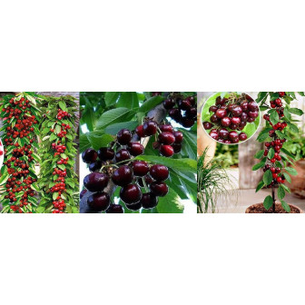 Visin Columnar - Pomi Fructiferi Columnari - Pepiniera Bulbshop