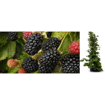 Mur - Tulpina Inalta - Pomisor - Arbusti Fructiferi - Bulbshop