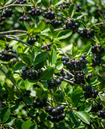 Aronia Neagra - La Ghiveci