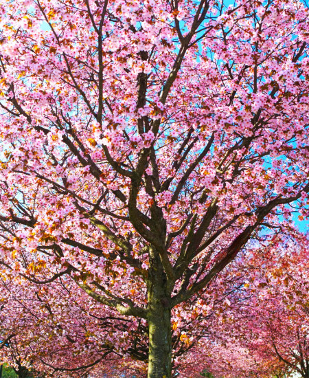 Cires Japonez Pomisor - (Prunus Triloba)