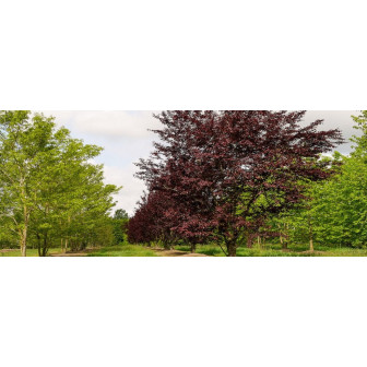 Prun Rosu Ornamental Copacel - (Prunus Nigra) - Bulbshop