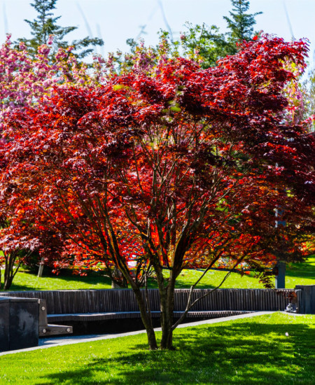 Prun Rosu Ornamental - (Prunus Nigra)