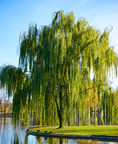 Salcie Plangatoare Ornamentala - Salix Babylonica