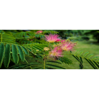 Arbore de Mătase - (Albizia Julibrissin) - Bulbshop