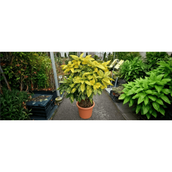 Acuba Japonica - Pom de Aur - Bulbshop