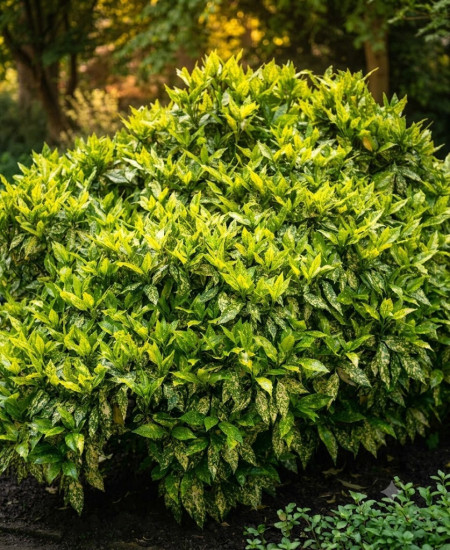 Acuba Japonica - Pom din Aur