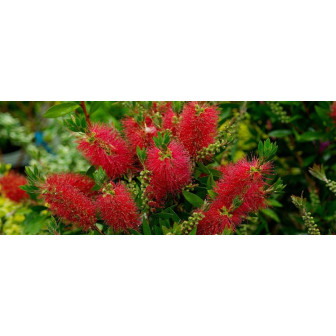 Callistemon Citrinus â€“ Tufă - la Ghiveci 7L - Bulbshop