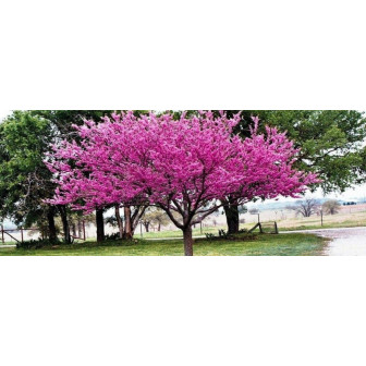 Cercis - Arborele lui Iuda - Copac Ornamental - Bulbshop