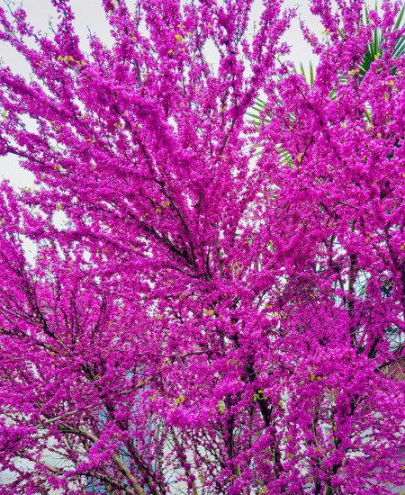 Cercis - Arborele lui Iuda - Copac Ornamental
