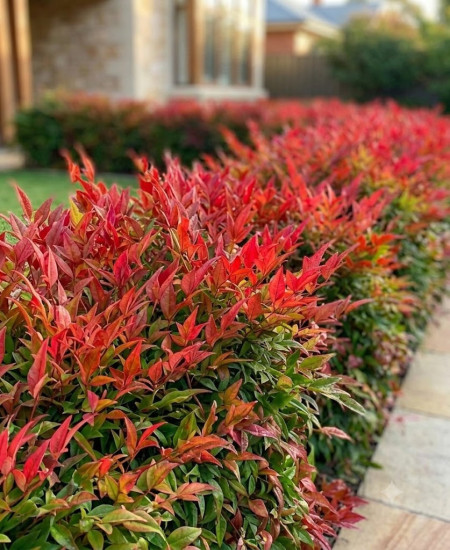 Nandina Domestica - Bambus Sfant