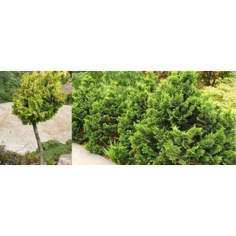 Chamaecyparis Obtusa - Chiparos Lucios Japonez - Bulbshop