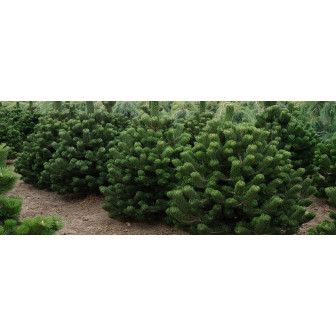 Pin Negru Austriac - Pinus Nigra "Oregon Green" - Bulbshop