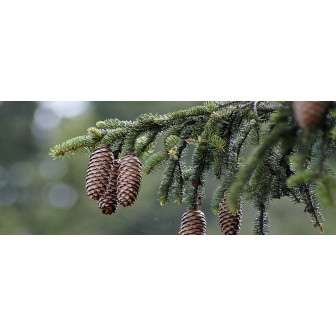 Brad de Craciun la Ghiveci - Molid "Picea Abies" - Bulbshop
