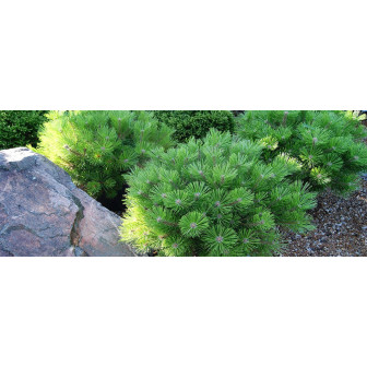 Pinus Densiflora - Pin Rosu Japonez - Bulbshop