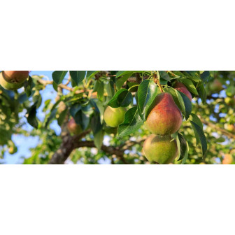Par - Pom Fructifer Premium - Anul 3 - Bulbshop