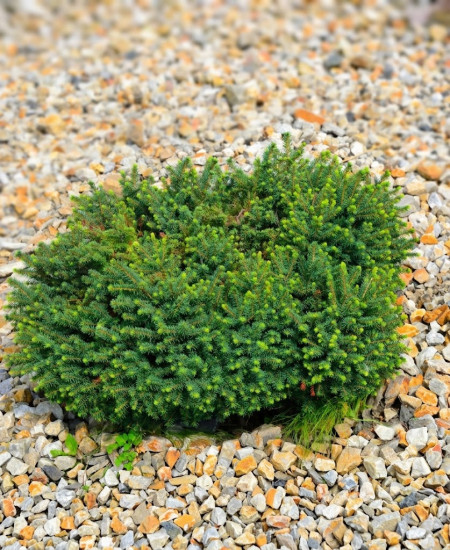 Picea Omorika Karel - Molid Sarbesc