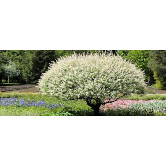 Salcie Japoneza - Salix Hakuro Nishiki - Bulbshop