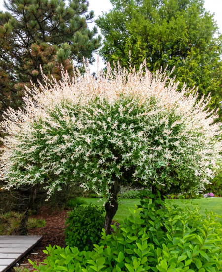 Salcie Japoneza - Salix Hakuro Nishikiki