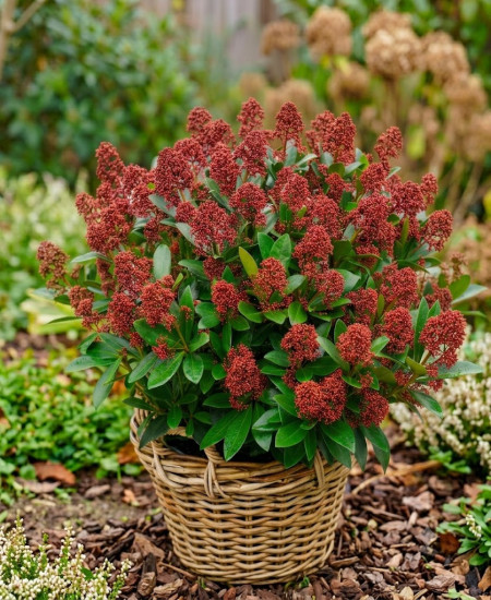 Skimmia Japonica - Liliac Japonez