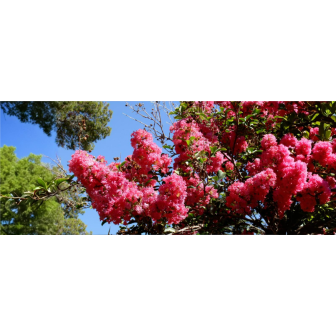 Liliac Indian la Ghiveci "Lagerstroemia Indica" - Bulbshop