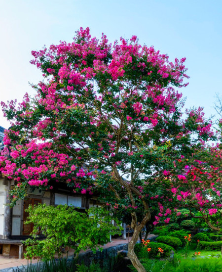 Liliac Indian - Lagerstroemia Indica