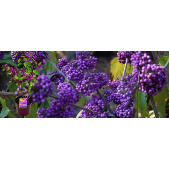 Callicarpa - Arbustul Perlelor - Bulbshop