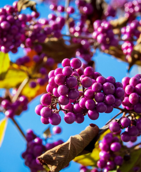 Callicarpa - Arbustul Perlelor
