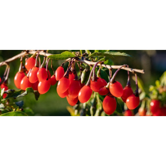 Goji Pom Fructifer Anul 3 - Bulbshop