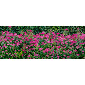 Cununita - Spiraea Japonica - Plante Perene - Bulbshop