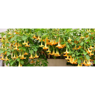 Trompeta Ingerilor - Brugmansia la Ghiveci - Bulbshop