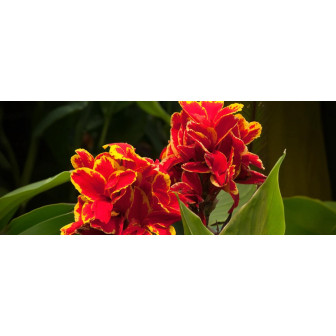 Bulbi Canna Indica - Bulbshop