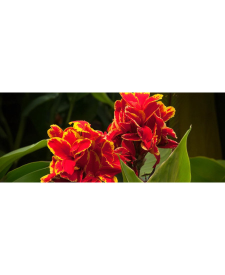 Bulbi Canna Indica