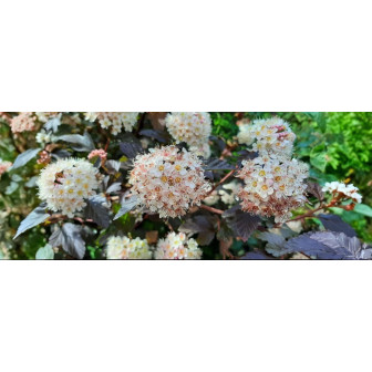 Physocarpus Opulifolius - Planta Ornamentala - Bulbshop