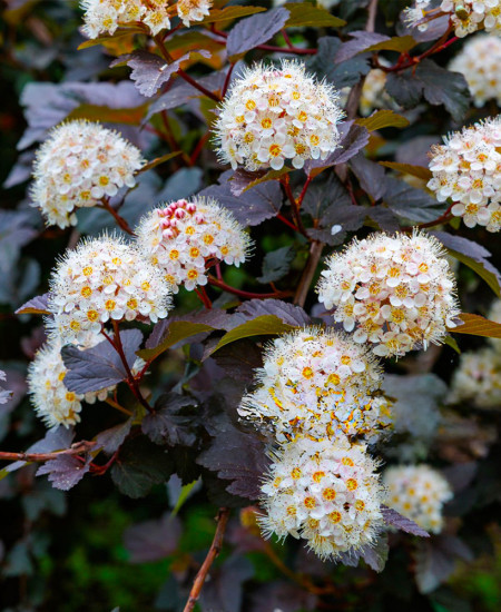 Physocarpus Opulifolius la Ghiveci