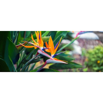 Strelitzia la Ghiveci - Pasarea Paradisului - Bulbshop