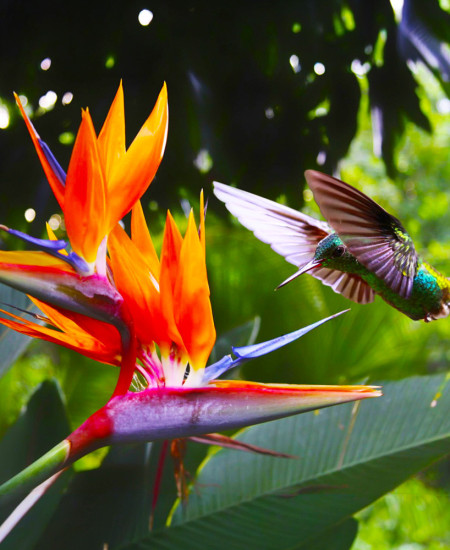 Strelitzia - Pasarea Paradisului