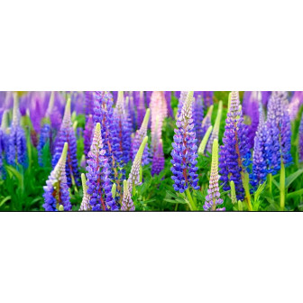 Lupinul la Ghiveci - Planta Perena - Bubshop
