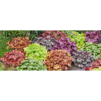 Heuchera la Ghiveci - Bulbshop