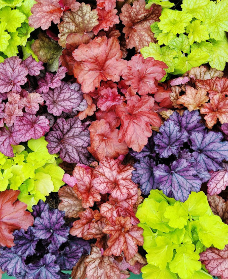 Heuchera la Ghiveci (Clopotei)