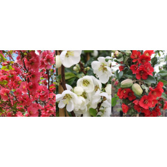 Gutui Japonez - Chaenomeles Japonica