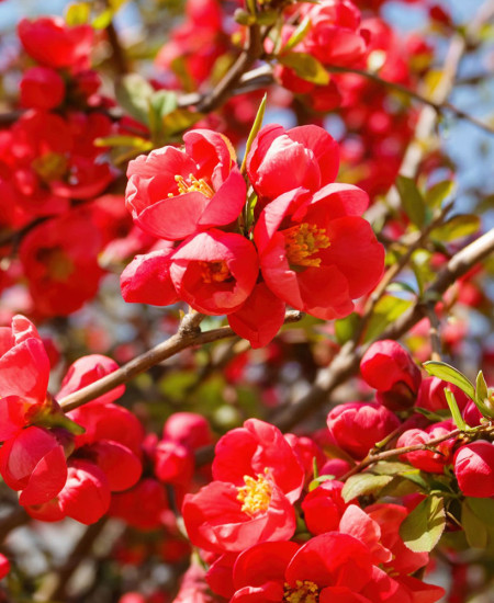 Gutui Japonez - Chaenomeles Japonica