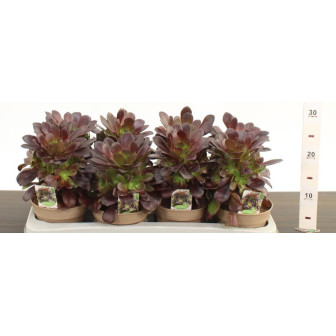 Aeonium Arboreum: Plante Suculente