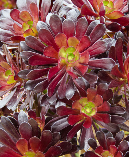 Aeonium Arboreum - Arbuști Suculenți