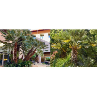 Chamaerops Humilis - Palmier Pitic