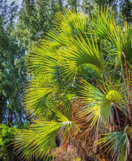 Chamaerops Humilis - Palmier Pitic