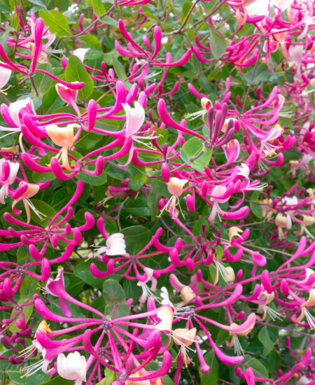 Caprifoi - Lonicera Periclymenum