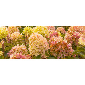 Hortensia Paniculata la Ghiveci – Soiuri Premium Bulbshop